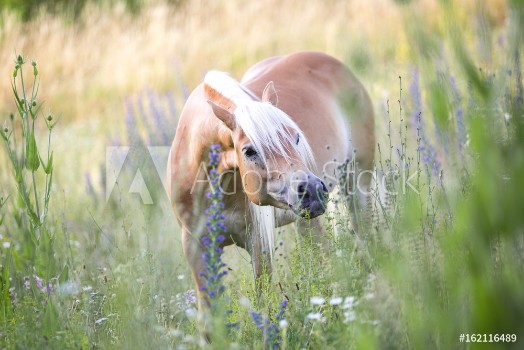 Bild på Ein Haflinger auf einer Blumenwiese